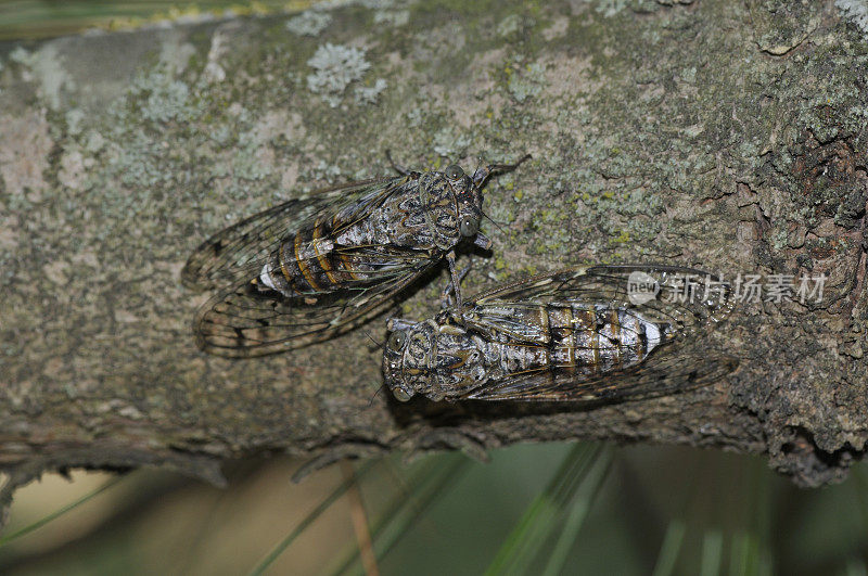 蝉(普通Lyristes plebejus)